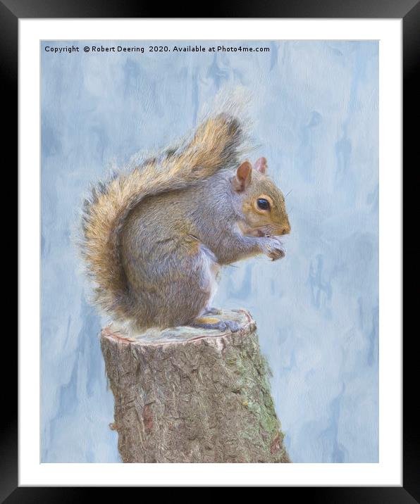 Grey squirrel on tree stump Framed Mounted Print by Robert Deering