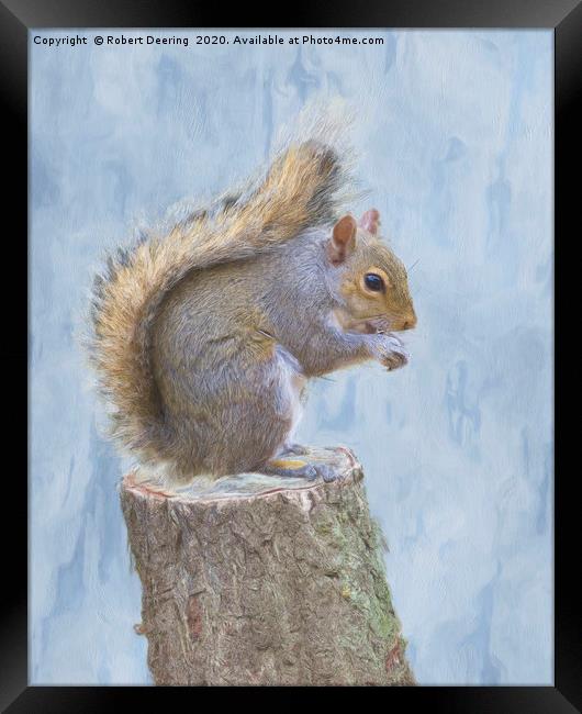 Grey squirrel on tree stump Framed Print by Robert Deering