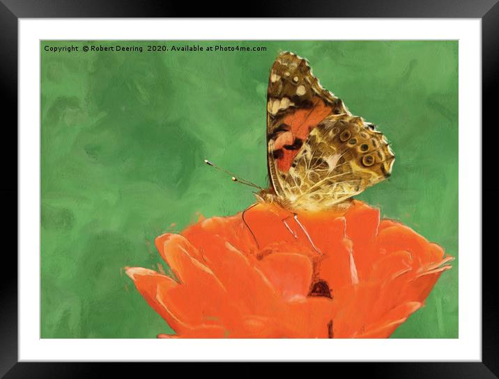 Painted lady on poppy Framed Mounted Print by Robert Deering