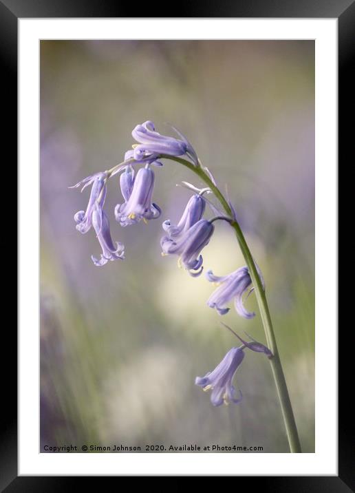 Bluebell Close up Framed Mounted Print by Simon Johnson