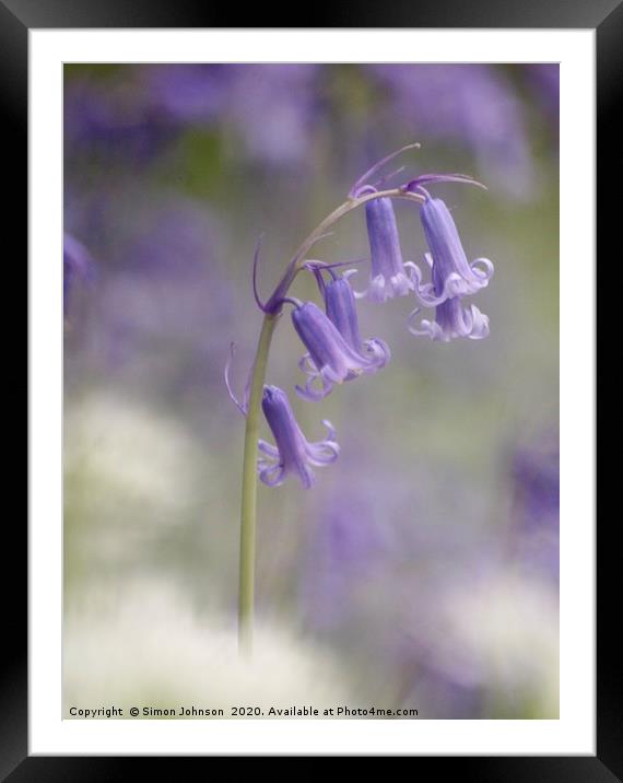Bluebell Close up Snowshill Woods Framed Mounted Print by Simon Johnson