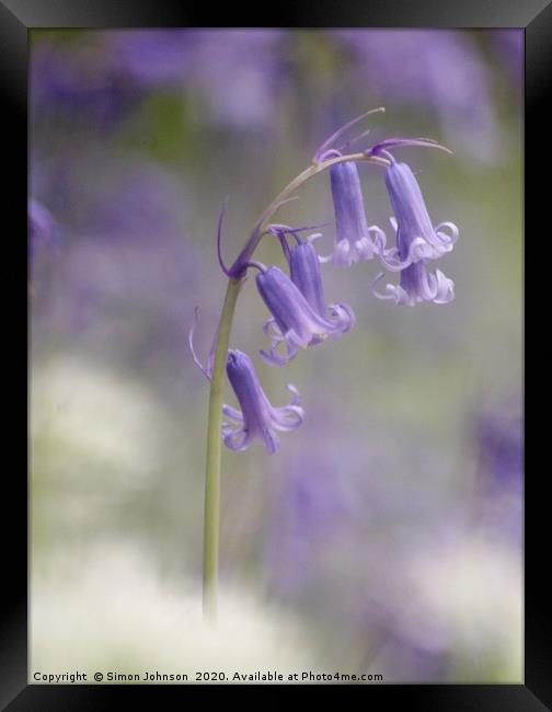 Bluebell Close up Snowshill Woods Framed Print by Simon Johnson