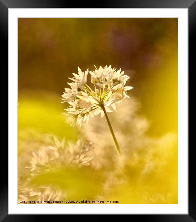 Wild Garlic Flower  Framed Mounted Print by Simon Johnson