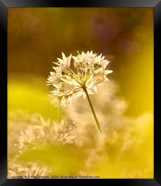 Wild Garlic Flower  Framed Print by Simon Johnson