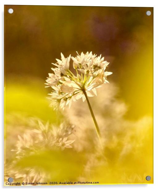 Wild Garlic Flower  Acrylic by Simon Johnson