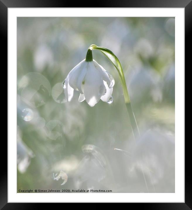 Sunlit Snowdrop Framed Mounted Print by Simon Johnson