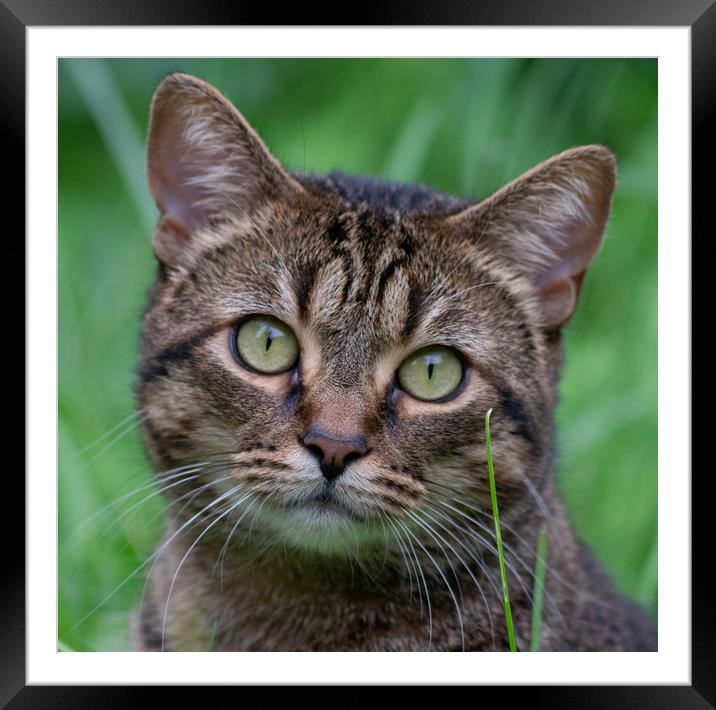 Wild Cat  Framed Mounted Print by sandy walther