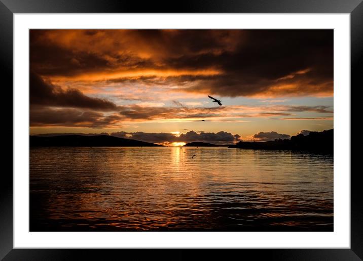 Seagulls In The Sunset Framed Mounted Print by Anne Macdonald