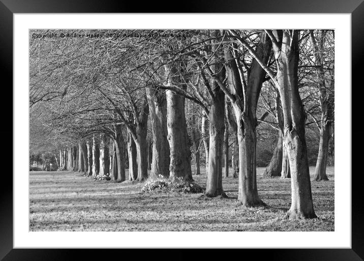 Rows of trees in black and white Framed Mounted Print by Andrew Heaps