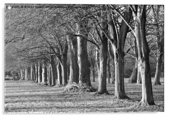 Rows of trees in black and white Acrylic by Andrew Heaps