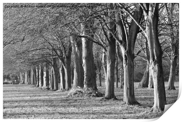 Rows of trees in black and white Print by Andrew Heaps