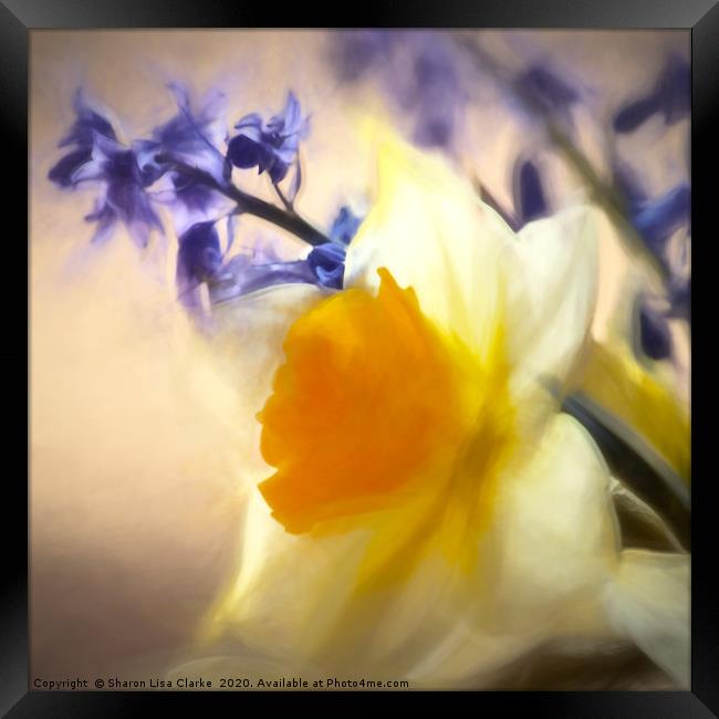 Spring Awakens Framed Print by Sharon Lisa Clarke