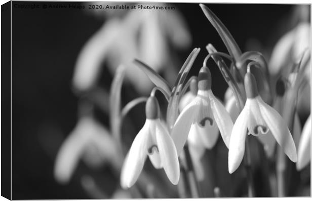 Black and white snow drop flowers Canvas Print by Andrew Heaps