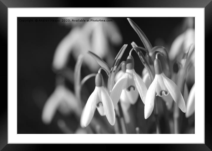 Black and white snow drop flowers Framed Mounted Print by Andrew Heaps
