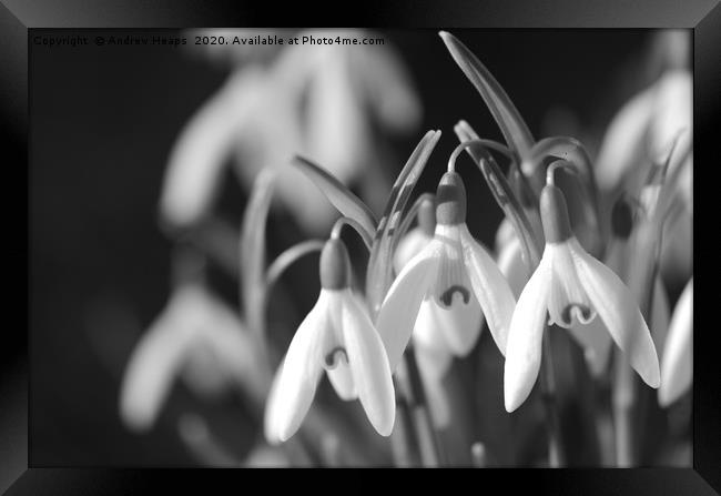 Black and white snow drop flowers Framed Print by Andrew Heaps