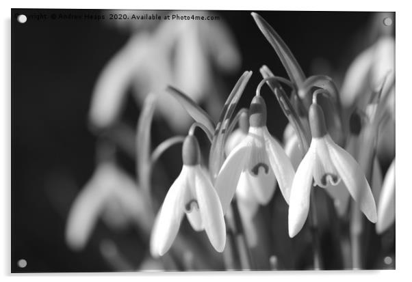 Black and white snow drop flowers Acrylic by Andrew Heaps