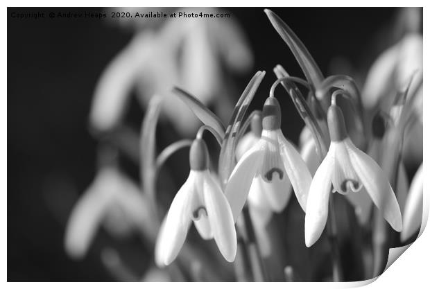 Black and white snow drop flowers Print by Andrew Heaps