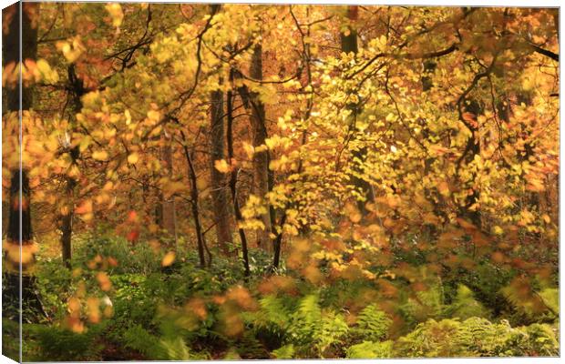  Sunlit Autumn Woodland Canvas Print by Simon Johnson