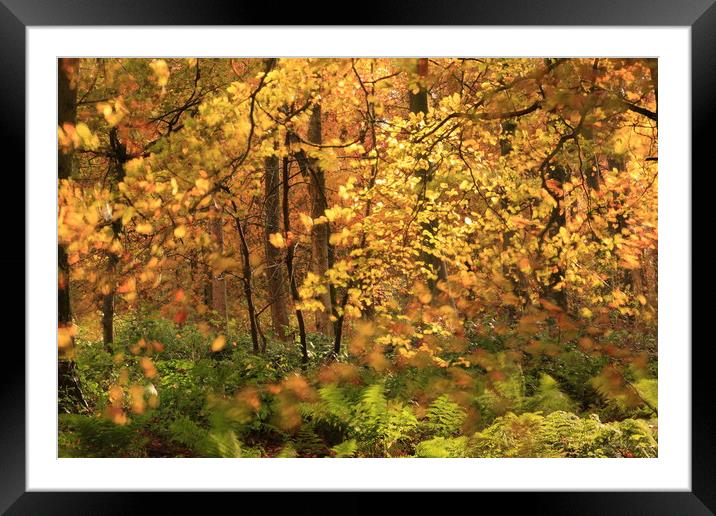 Sunlit Autumn Woodland Framed Mounted Print by Simon Johnson