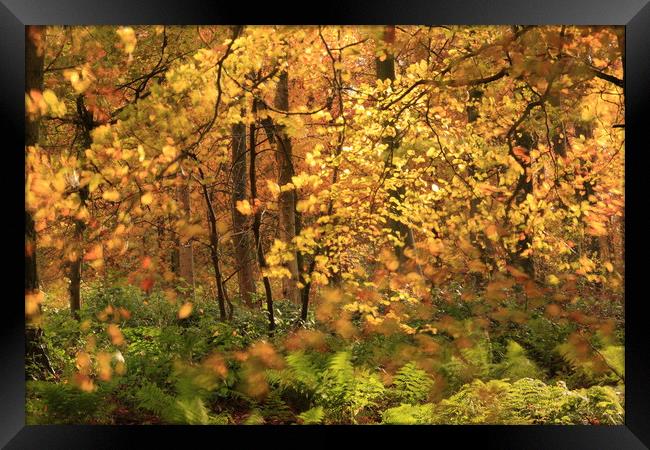  Sunlit Autumn Woodland Framed Print by Simon Johnson