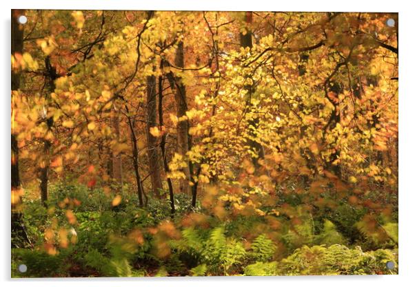  Sunlit Autumn Woodland Acrylic by Simon Johnson