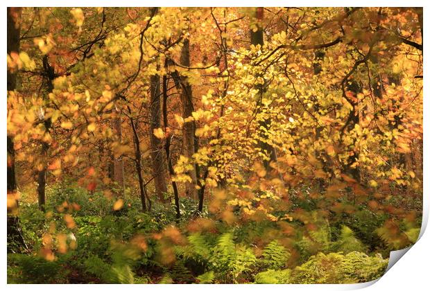  Sunlit Autumn Woodland Print by Simon Johnson
