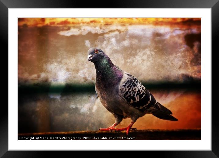 Rock Dove Framed Mounted Print by Maria Tzamtzi Photography