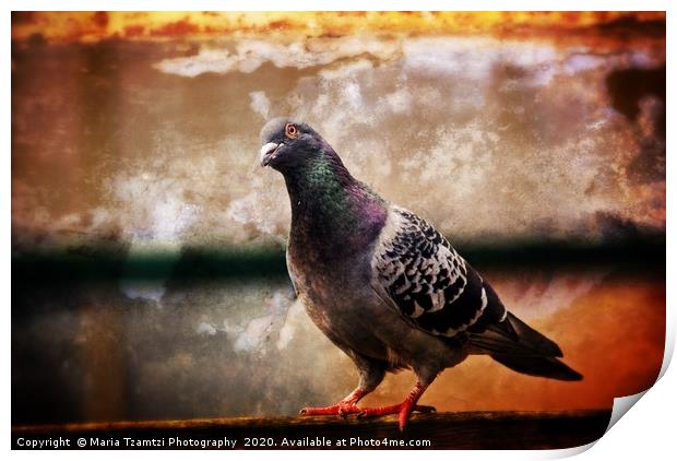 Rock Dove Print by Maria Tzamtzi Photography