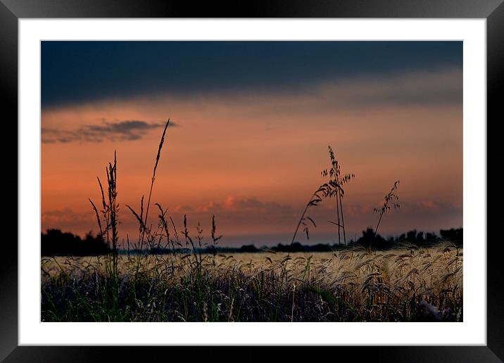 Fenland Evening Sunset Framed Mounted Print by Terry Pearce