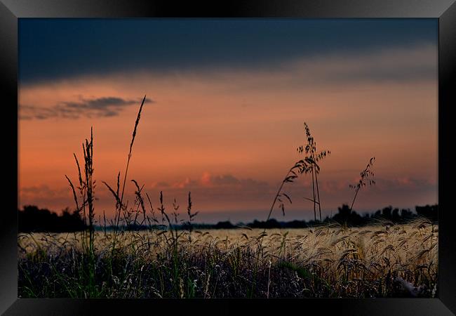 Fenland Evening Sunset Framed Print by Terry Pearce