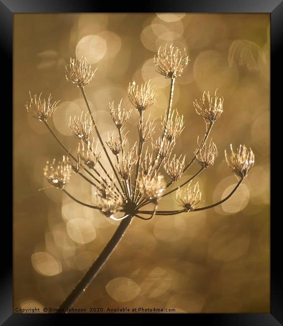 Frosted grass Framed Print by Simon Johnson