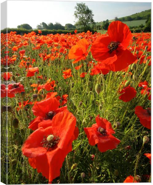 Cotswold Poppies Snowshill  Canvas Print by Simon Johnson