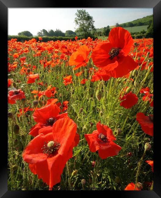 Cotswold Poppies Snowshill  Framed Print by Simon Johnson