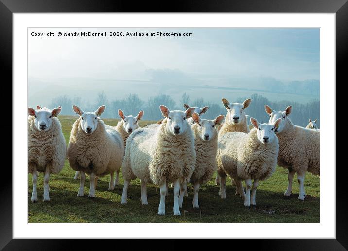 Inquisitive sheep, Yorkshire Dales National Park Framed Mounted Print by Wendy McDonnell
