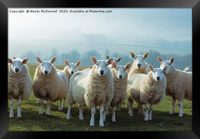 Inquisitive sheep, Yorkshire Dales National Park Framed Print by Wendy McDonnell