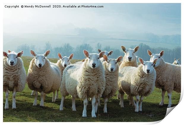 Inquisitive sheep, Yorkshire Dales National Park Print by Wendy McDonnell