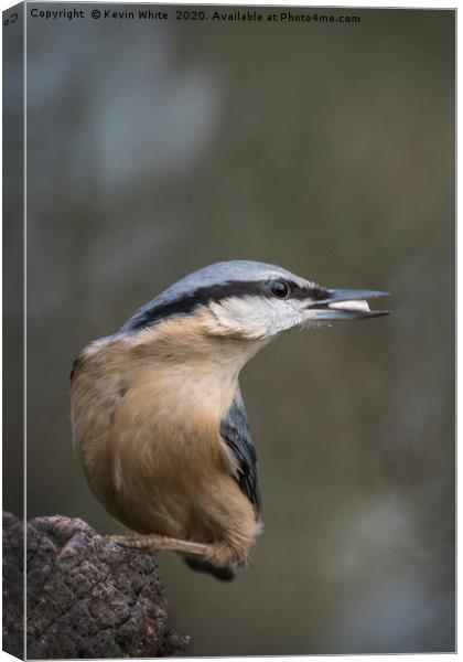 Nuthatch bird Canvas Print by Kevin White