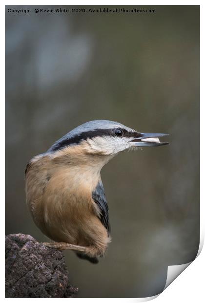 Nuthatch bird Print by Kevin White