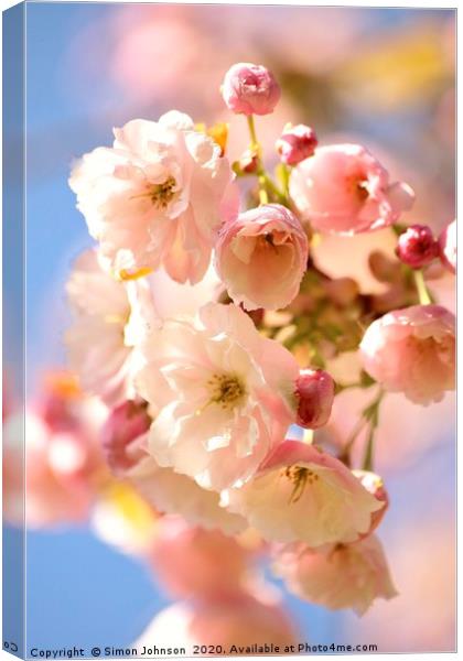 Spring Cherry Blossom Cotswolds Canvas Print by Simon Johnson