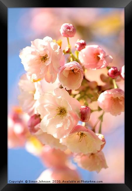 Spring Cherry Blossom Cotswolds Framed Print by Simon Johnson