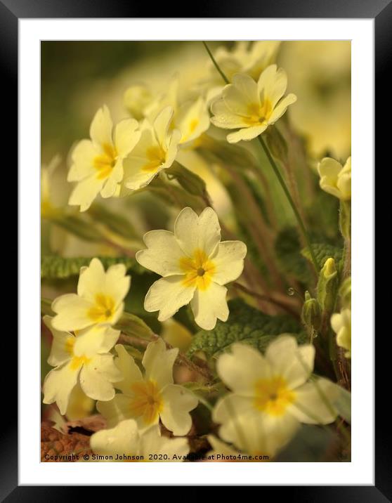 Spring Primroses Framed Mounted Print by Simon Johnson