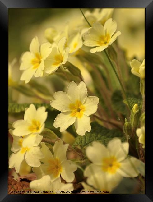 Spring Primroses Framed Print by Simon Johnson