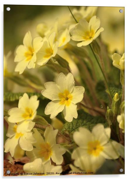 Spring Primroses Acrylic by Simon Johnson
