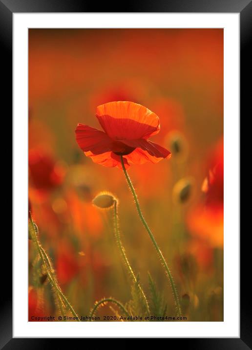 Poppy evening sunlight Framed Mounted Print by Simon Johnson