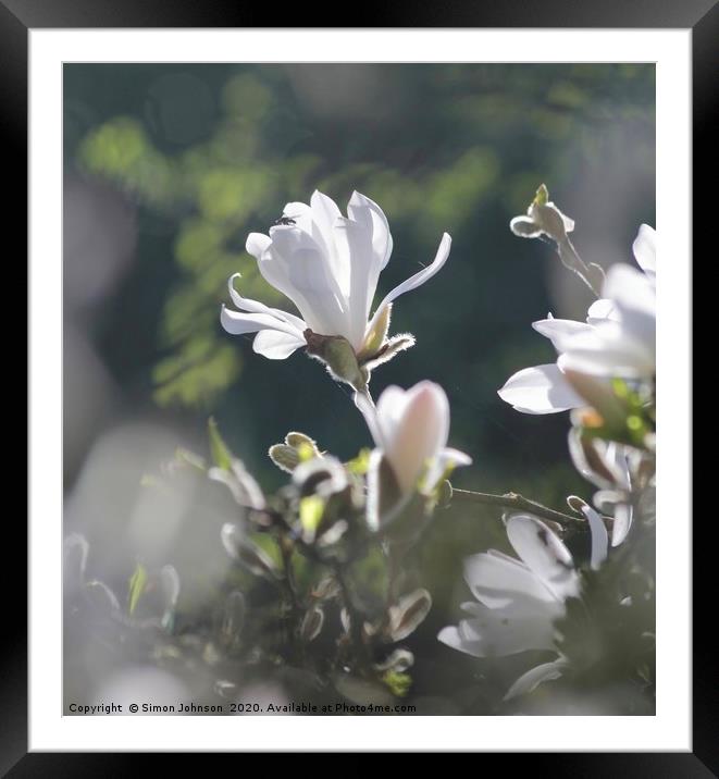 Sunlit Magnolia Flower Framed Mounted Print by Simon Johnson