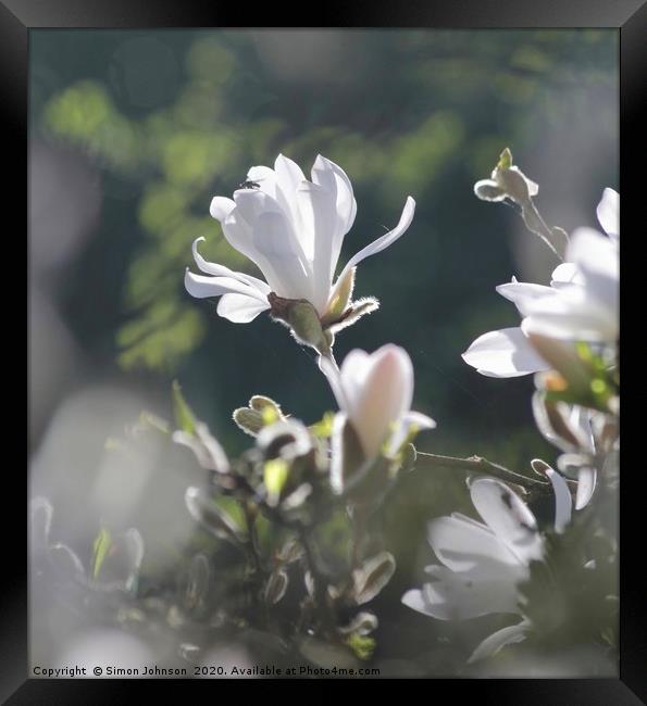 Sunlit Magnolia Flower Framed Print by Simon Johnson