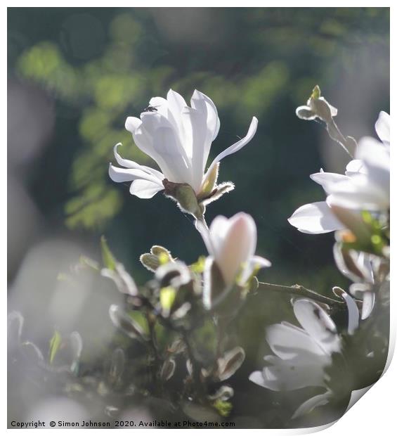 Sunlit Magnolia Flower Print by Simon Johnson