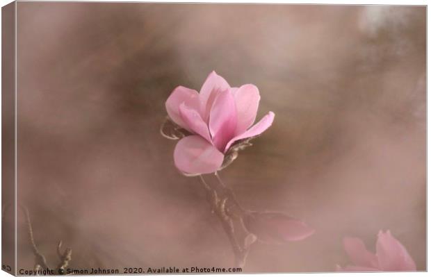 Pink Magnolia Flower Canvas Print by Simon Johnson