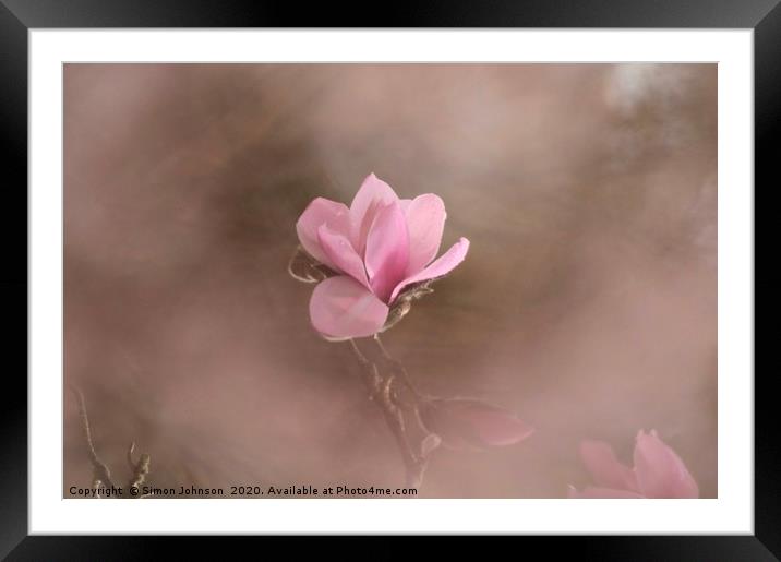 Pink Magnolia Flower Framed Mounted Print by Simon Johnson
