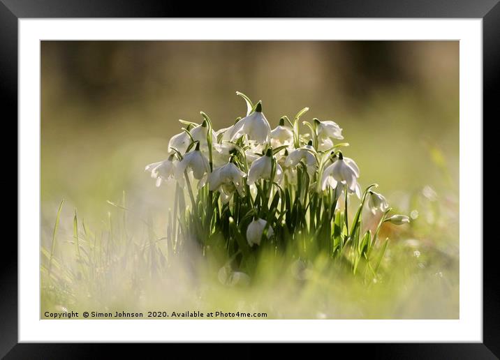 Collection of snowdrops Framed Mounted Print by Simon Johnson